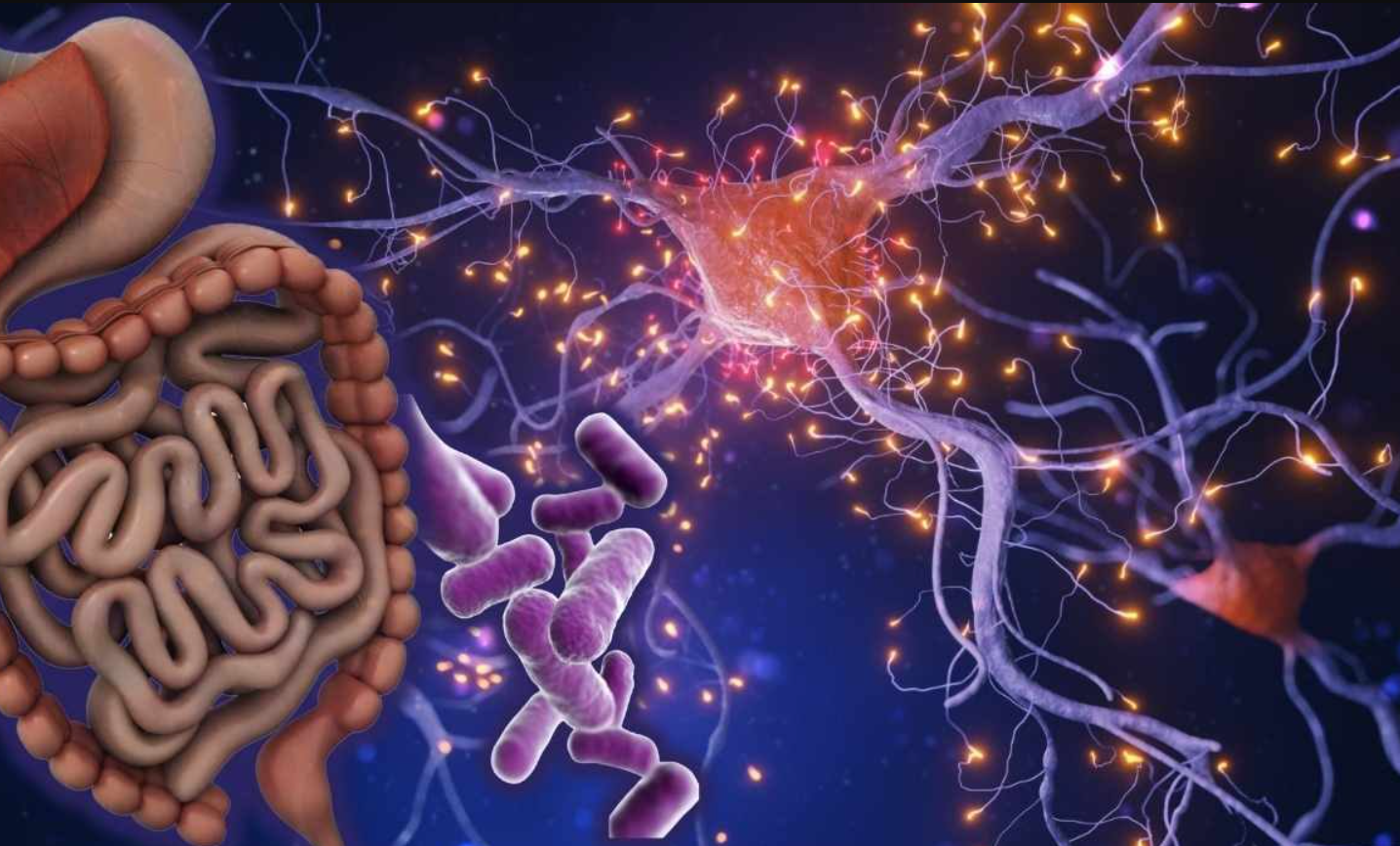 Relación entre intestino y enfermedades autoinmunes