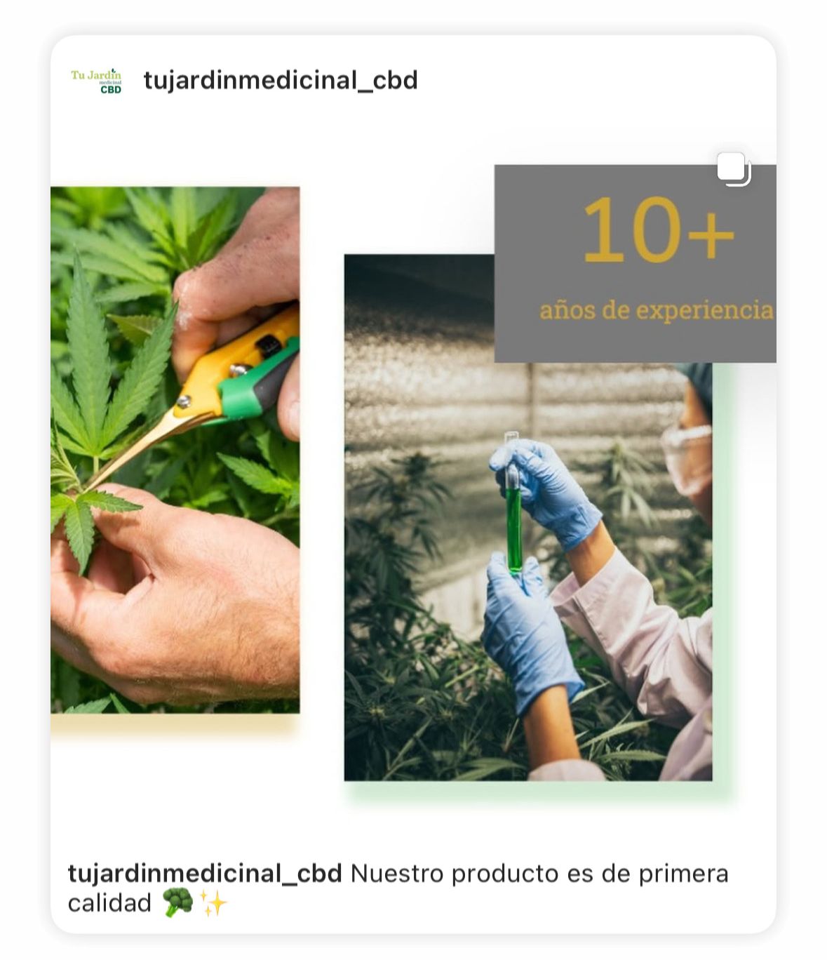 Cogollo de cáñamo industrial rico en CBD, cultivado legalmente en la UE