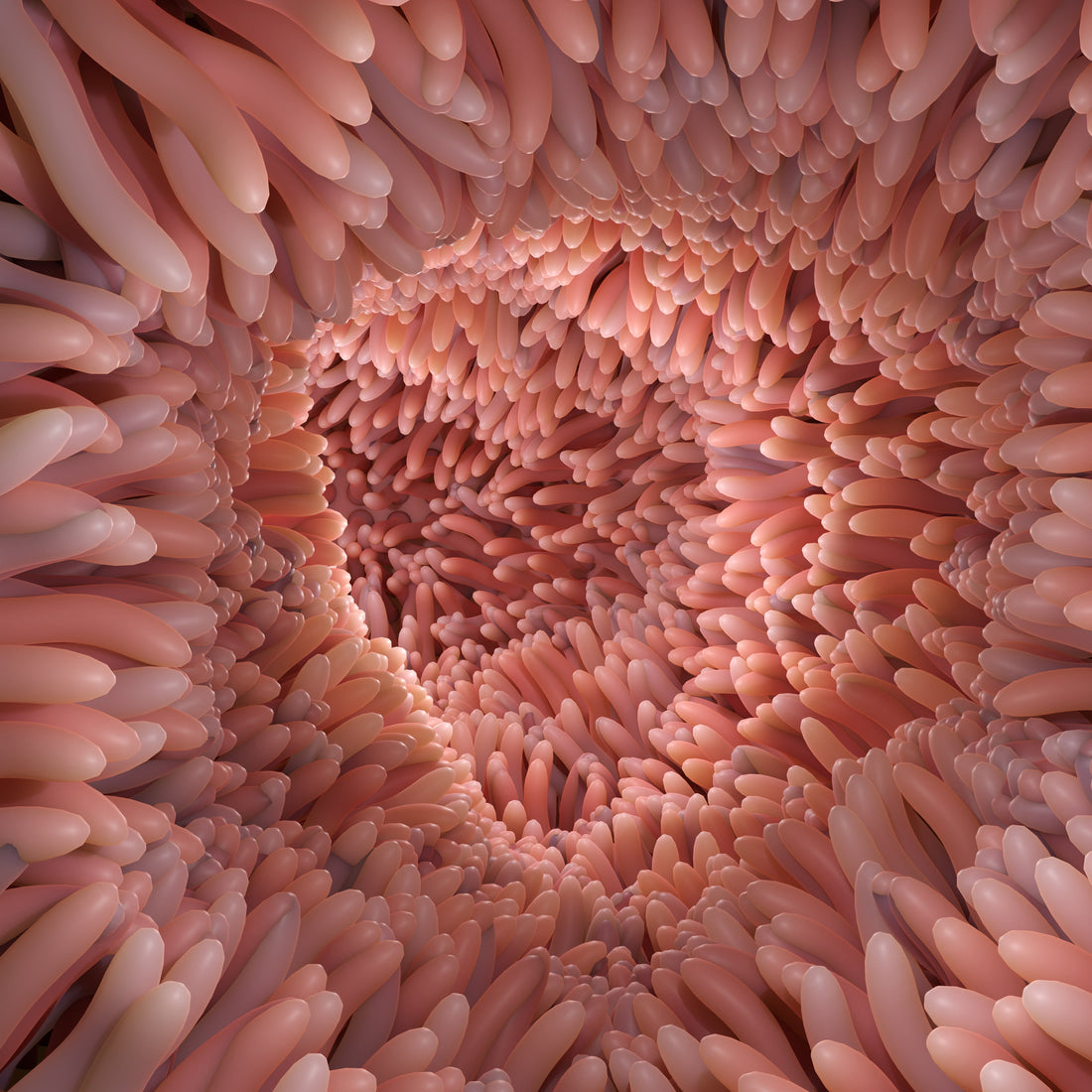 Cuida tu intestino desde dentro: vellosidades, microbiota y bienestar digestivo
