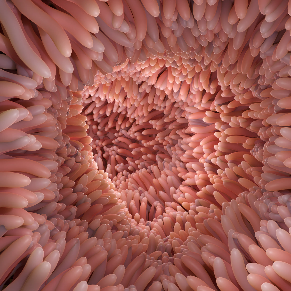 Cuida tu intestino desde dentro: vellosidades, microbiota y bienestar digestivo