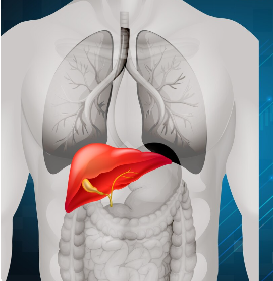 El hígado no trabaja solo para él, trabaja para TODO tu cuerpo