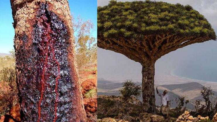 Sangre de Drago: cicatrizante, antiséptica, antiinflamatoria y antioxidante