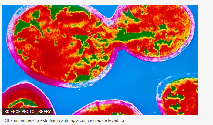 Autofagia: Qué Es y Por Qué es Importante para las Células