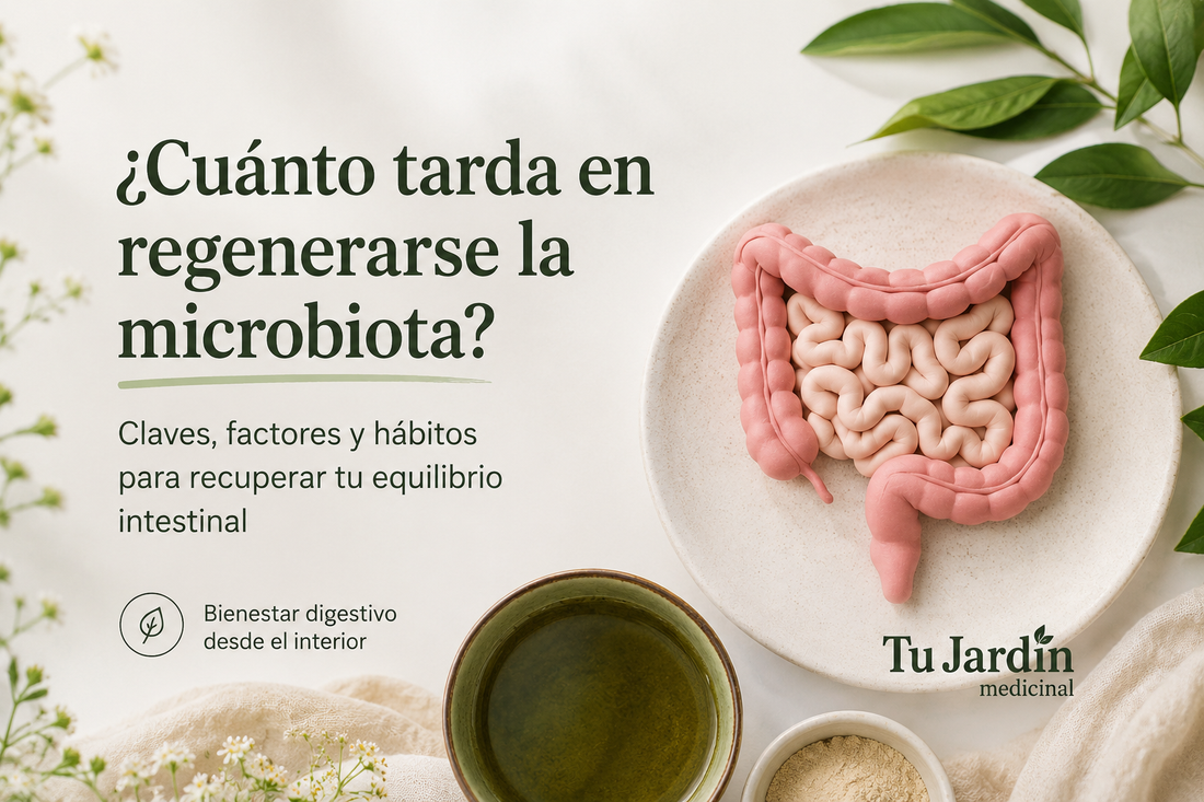 ¿Cuánto tarda en regenerarse la microbiota?