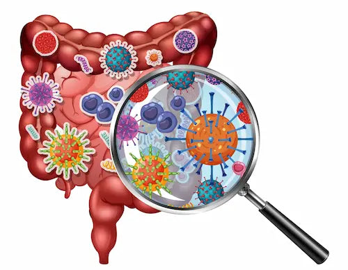 ¿Qué es el intestino permeable? Funciones, Factores y Síntomas