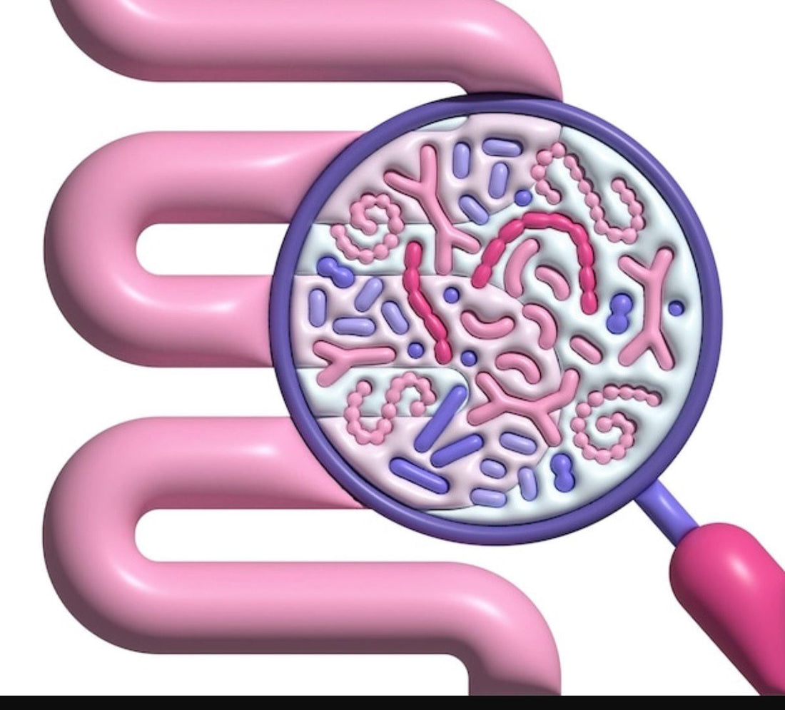 SIBO - Sobrecrecimiento Bacteriano del Intestino Delgado ¿Qué es?